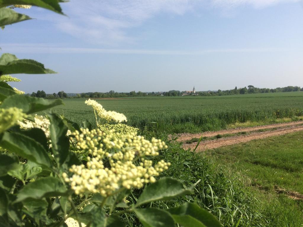 Alte Heimat Διαμέρισμα Schwegenheim Εξωτερικό φωτογραφία
