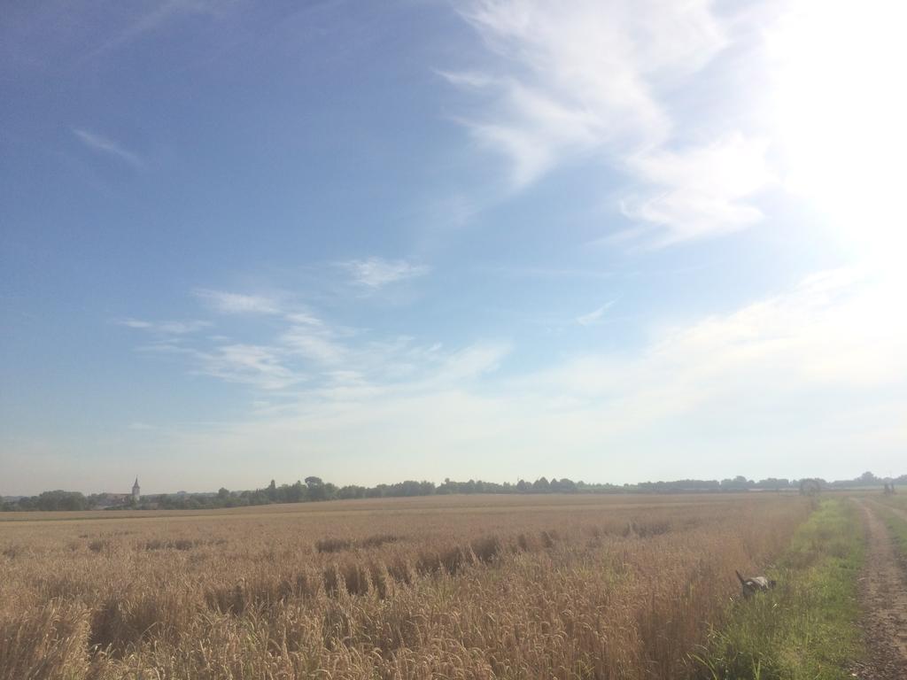 Alte Heimat Διαμέρισμα Schwegenheim Εξωτερικό φωτογραφία