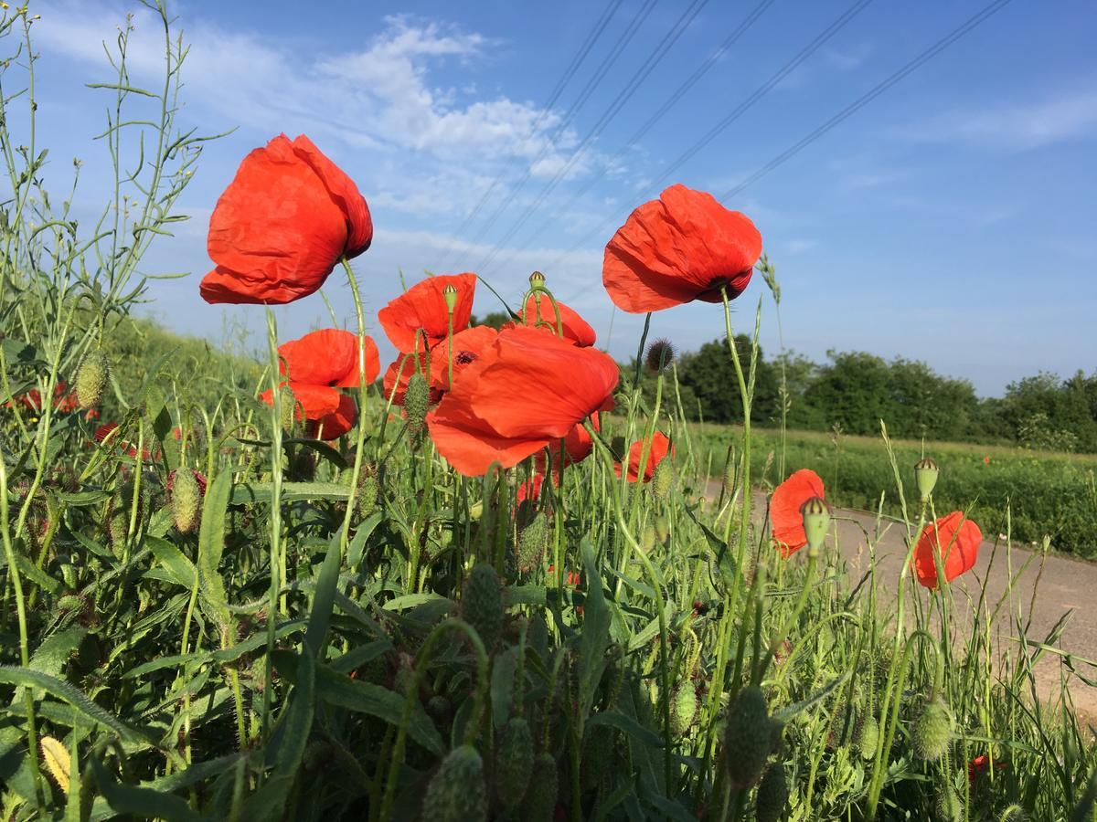 Alte Heimat Διαμέρισμα Schwegenheim Εξωτερικό φωτογραφία